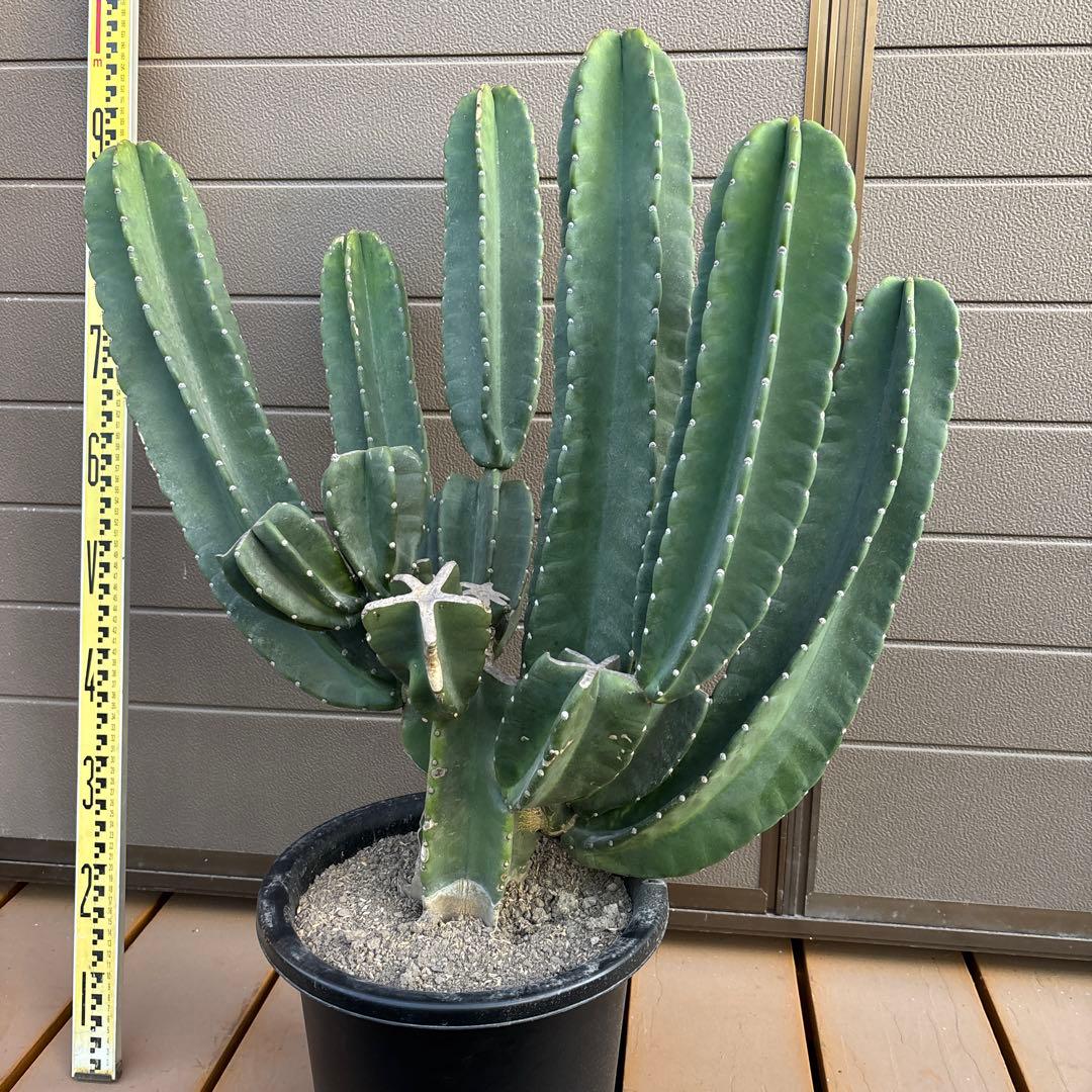 売り切越冬済　柱サボテン　鬼面角　ドライガーデン　ロストラータ　耐寒性アガベ