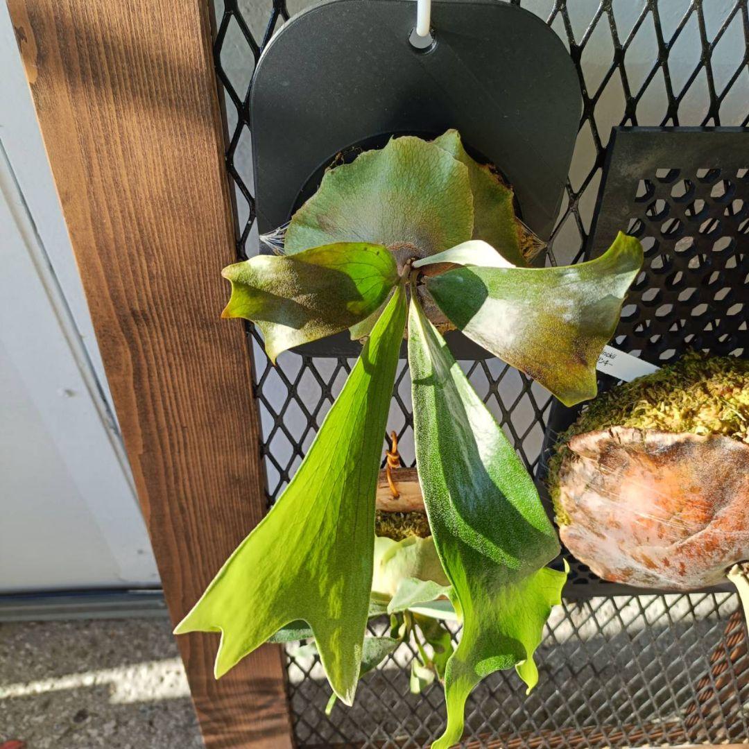 ビカクシダ　Platycerium Mount Lewis