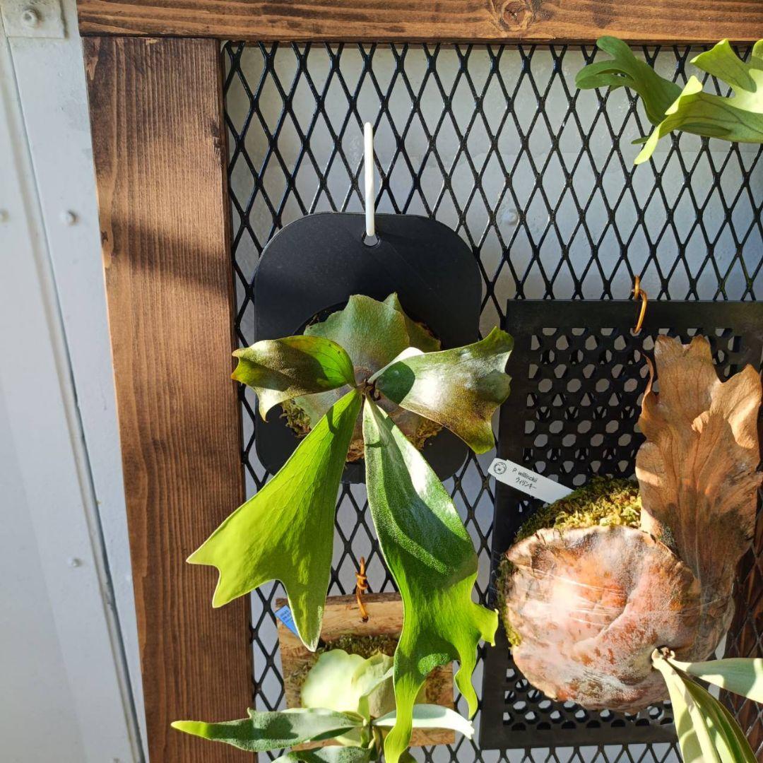 ビカクシダ　Platycerium Mount Lewis