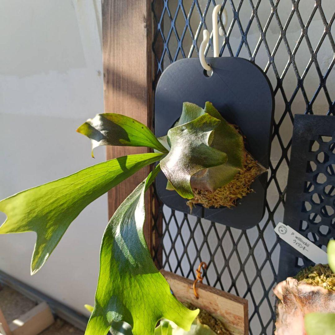 ビカクシダ　Platycerium Mount Lewis