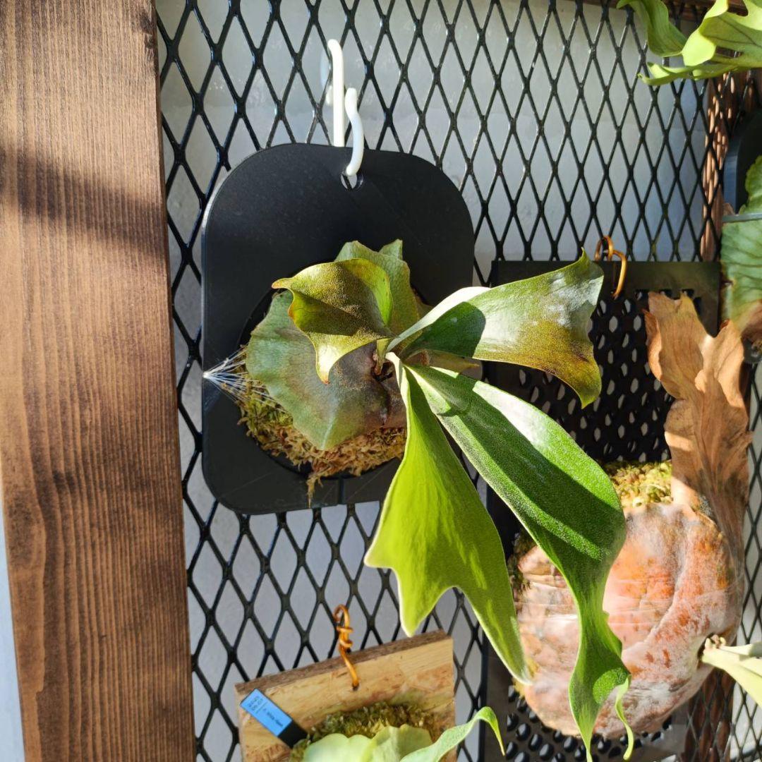 ビカクシダ　Platycerium Mount Lewis