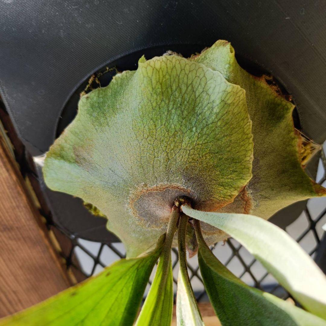 ビカクシダ　Platycerium Mount Lewis