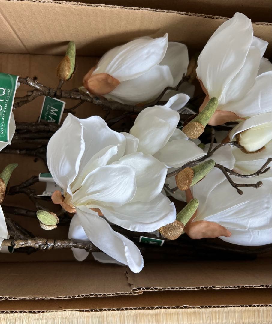 マグノリア　木蓮　１０本セット