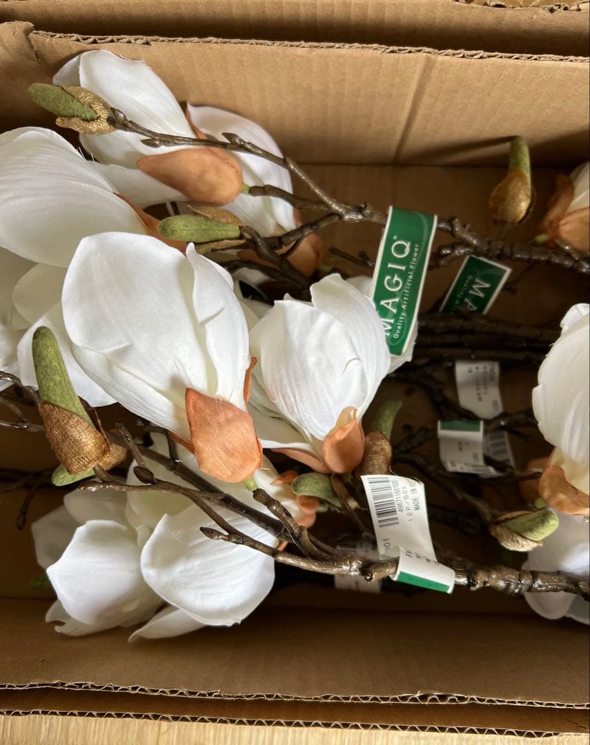 マグノリア　木蓮　１０本セット