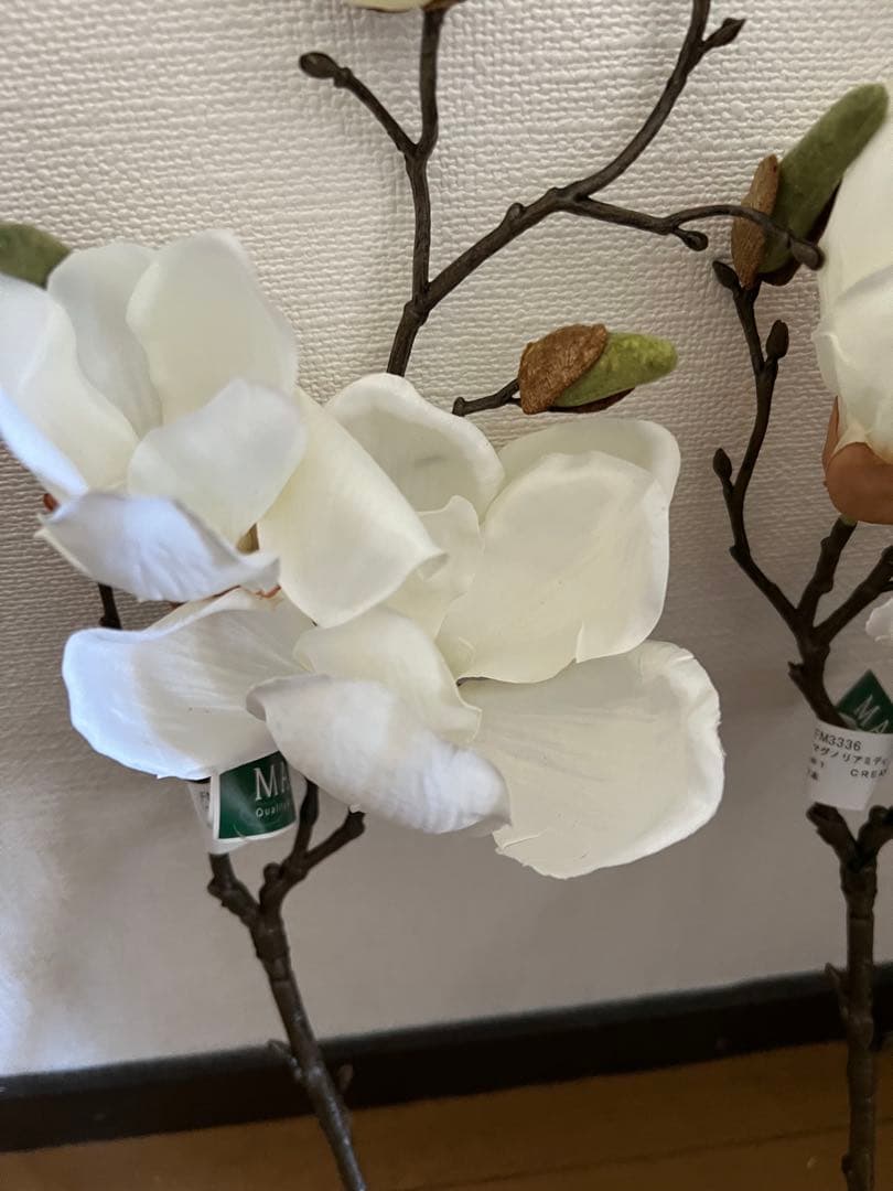 マグノリア　木蓮　１０本セット