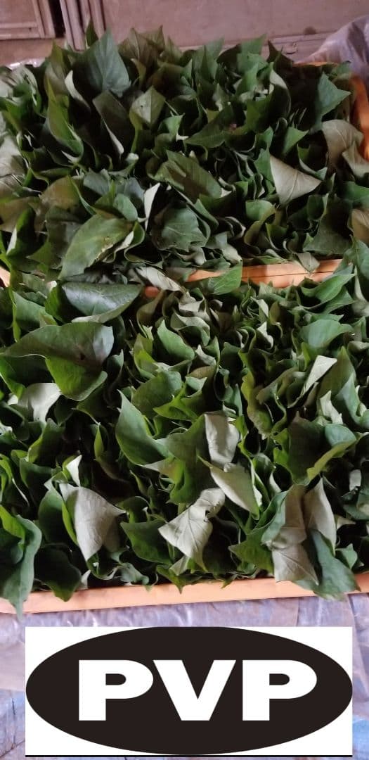 fumi07様100本5月上旬発送分茨城県産紅はるかさつまいも苗ウイルスフリー