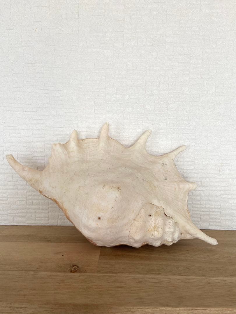 貝殻 自然そのままの置物 南の島 インテリア