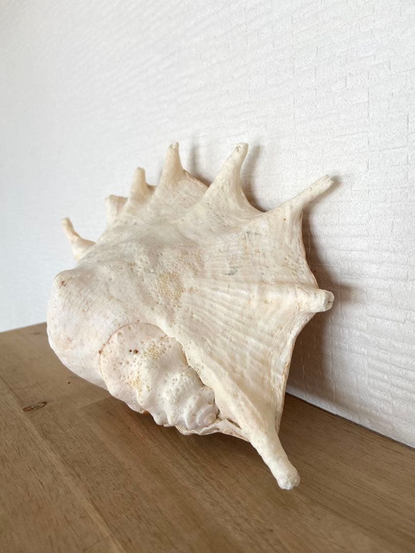 貝殻 自然そのままの置物 南の島 インテリア