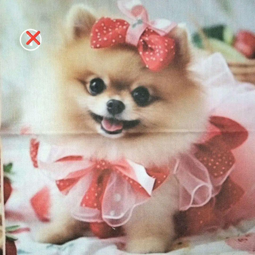 ♡ポメちゃん、プードルちゃんオーダーページ✨