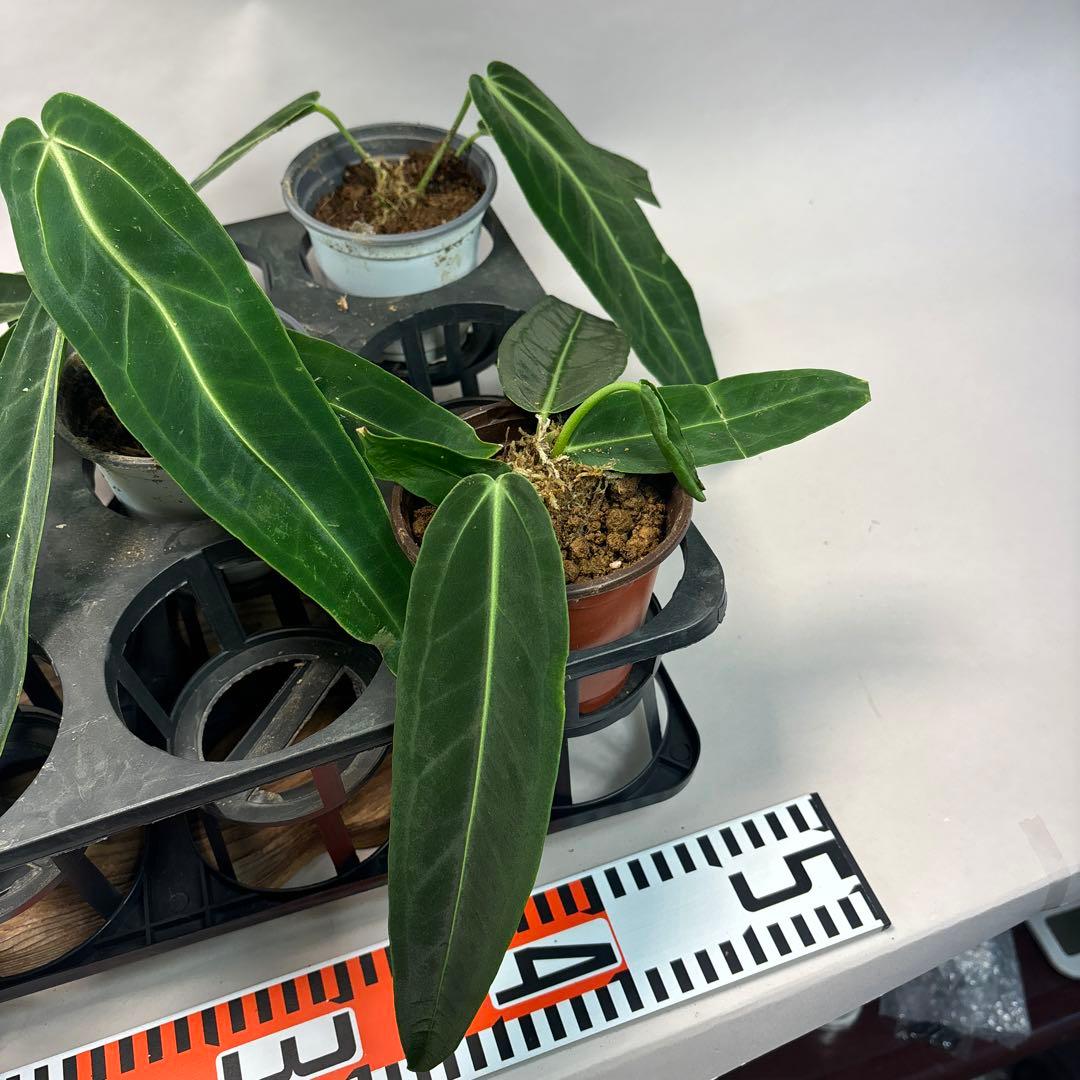 s*s様 5株セットms64warocqueanum アンスリウム・ワロクアナム