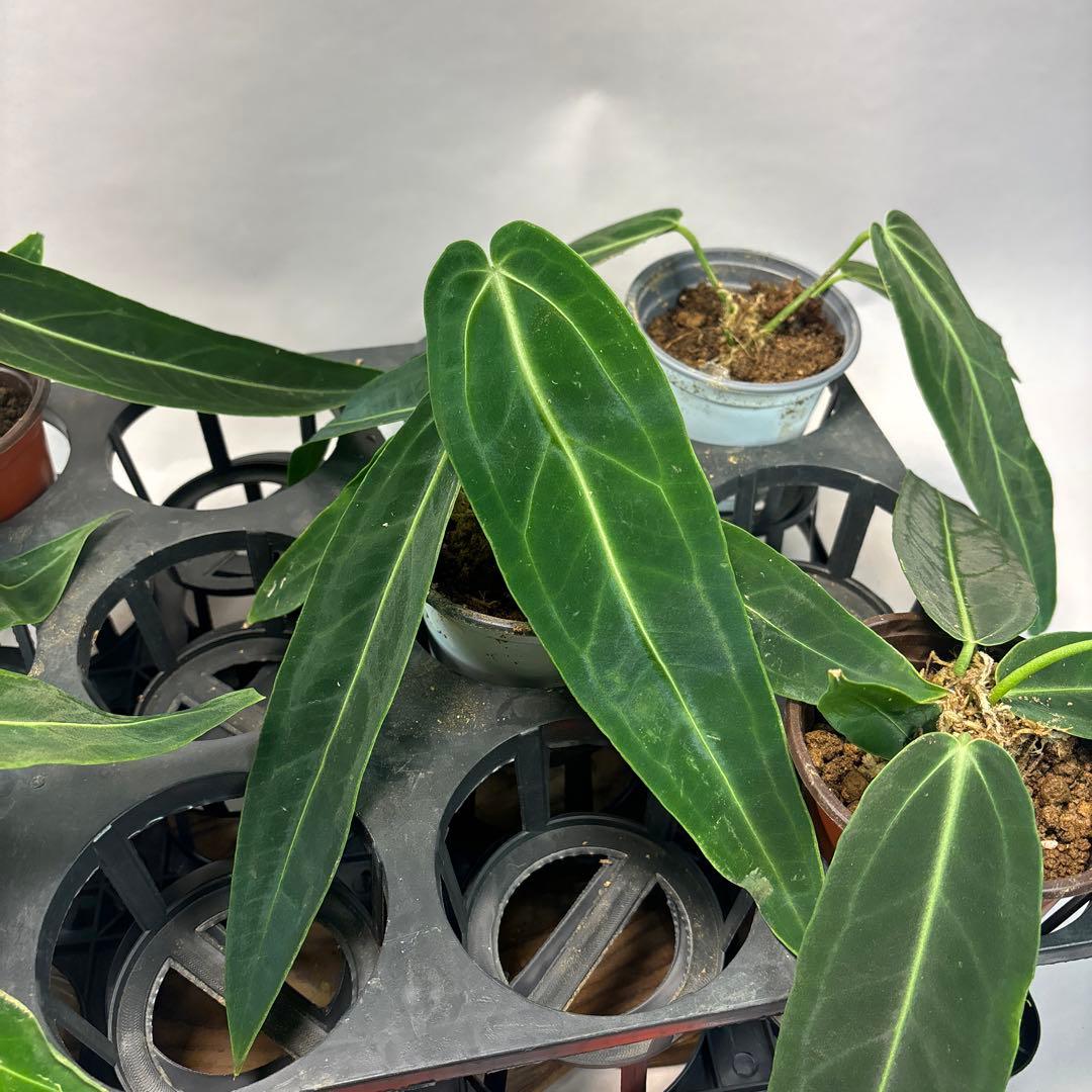 s*s様 5株セットms64warocqueanum アンスリウム・ワロクアナム