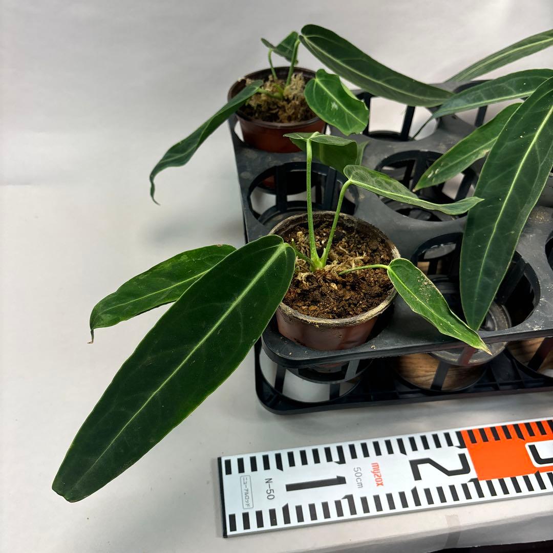 s*s様 5株セットms64warocqueanum アンスリウム・ワロクアナム