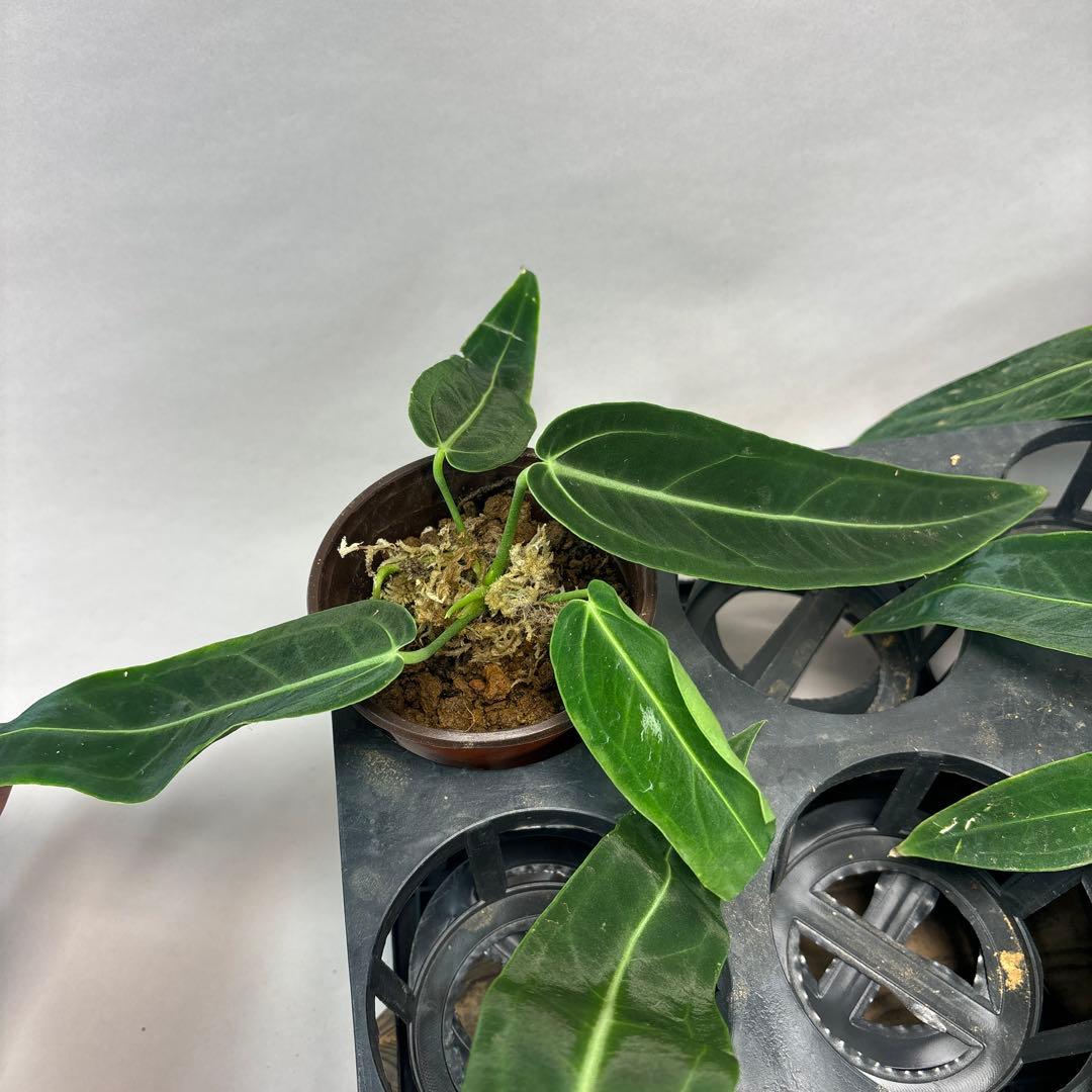 s*s様 5株セットms64warocqueanum アンスリウム・ワロクアナム