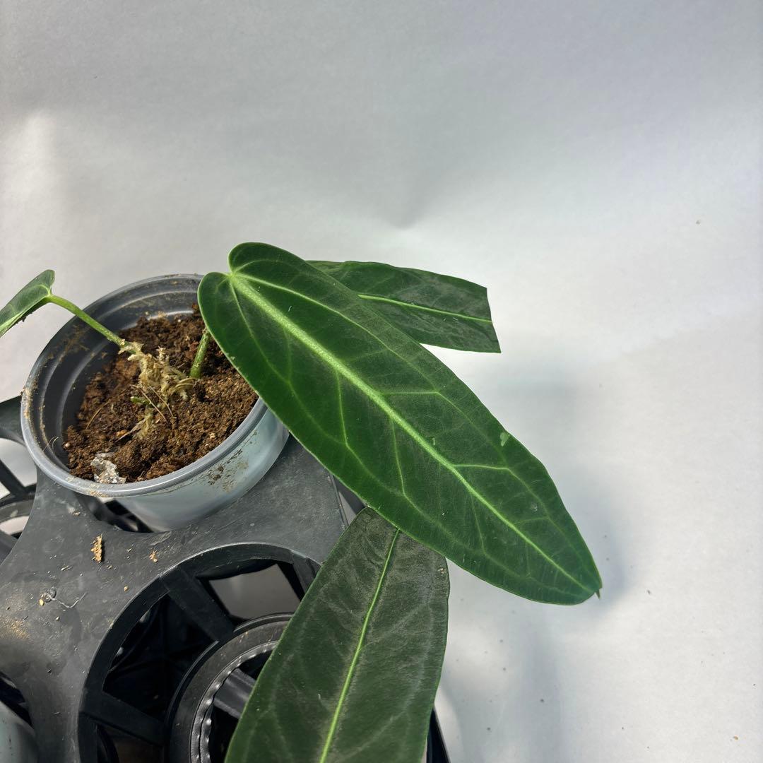 s*s様 5株セットms64warocqueanum アンスリウム・ワロクアナム