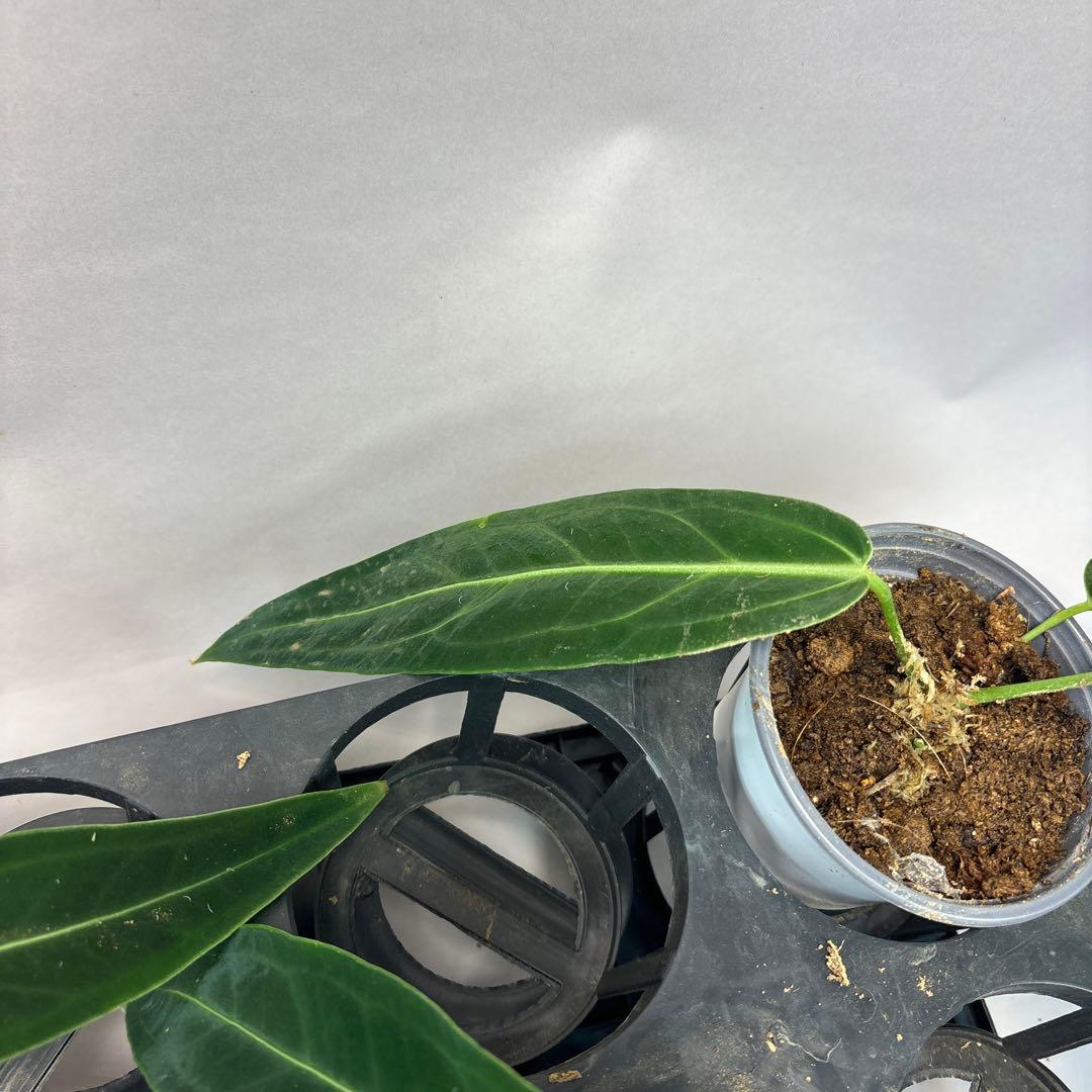 s*s様 5株セットms64warocqueanum アンスリウム・ワロクアナム