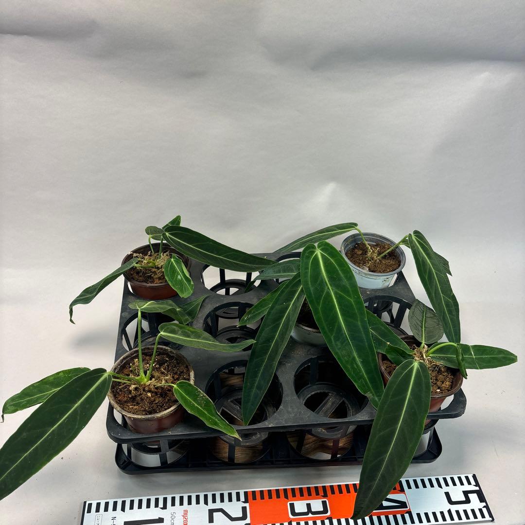 s*s様 5株セットms64warocqueanum アンスリウム・ワロクアナム