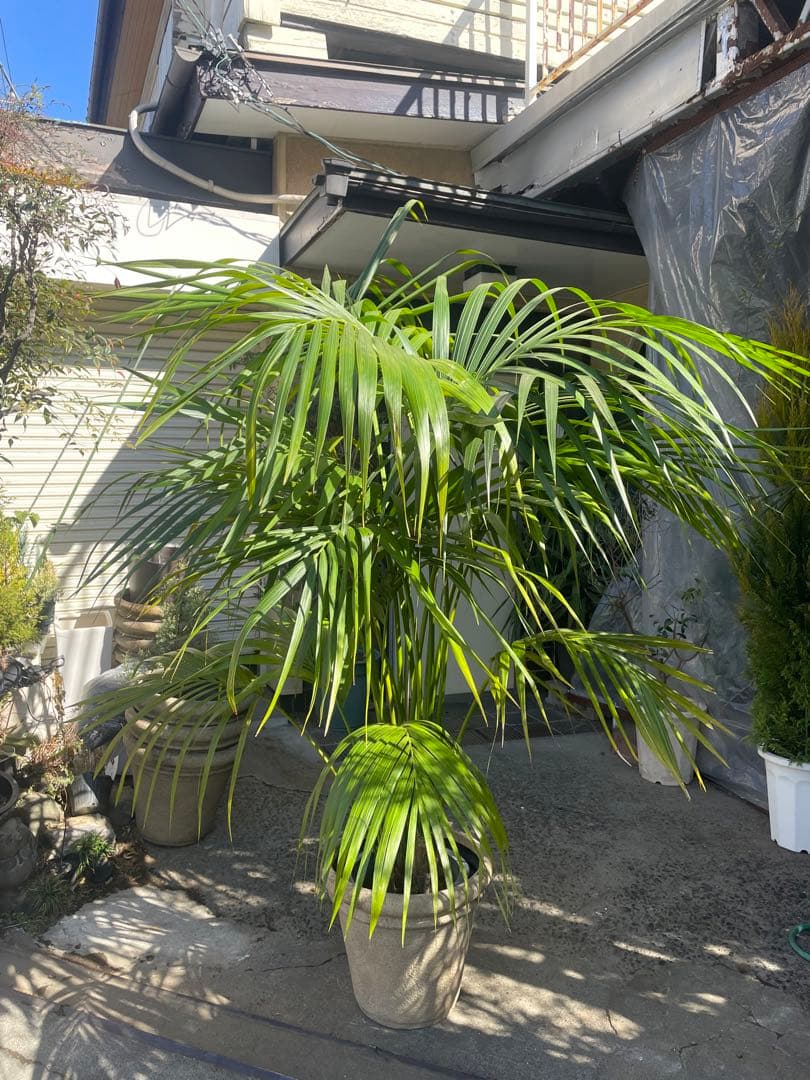 観葉植物　①ケンチャヤシ　高さ２１０センチ 引取り歓迎　久喜市　配達可能