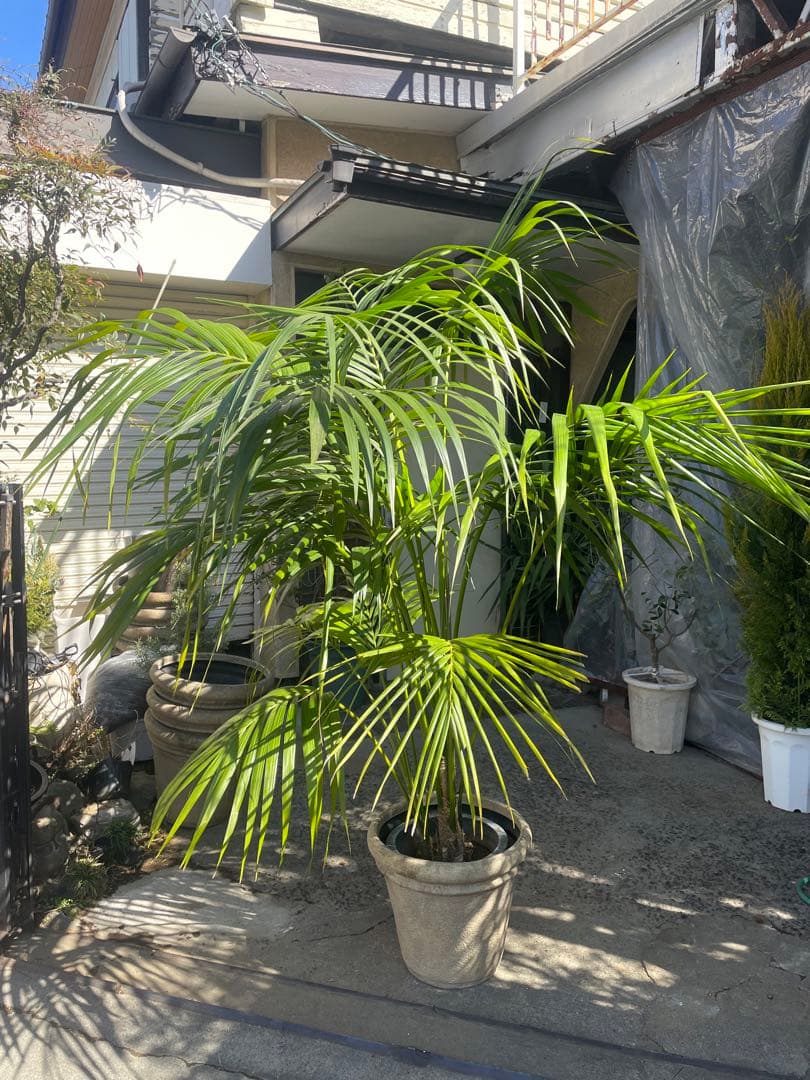 観葉植物　①ケンチャヤシ　高さ２１０センチ 引取り歓迎　久喜市　配達可能