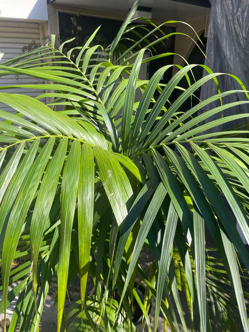 観葉植物　①ケンチャヤシ　高さ２１０センチ 引取り歓迎　久喜市　配達可能