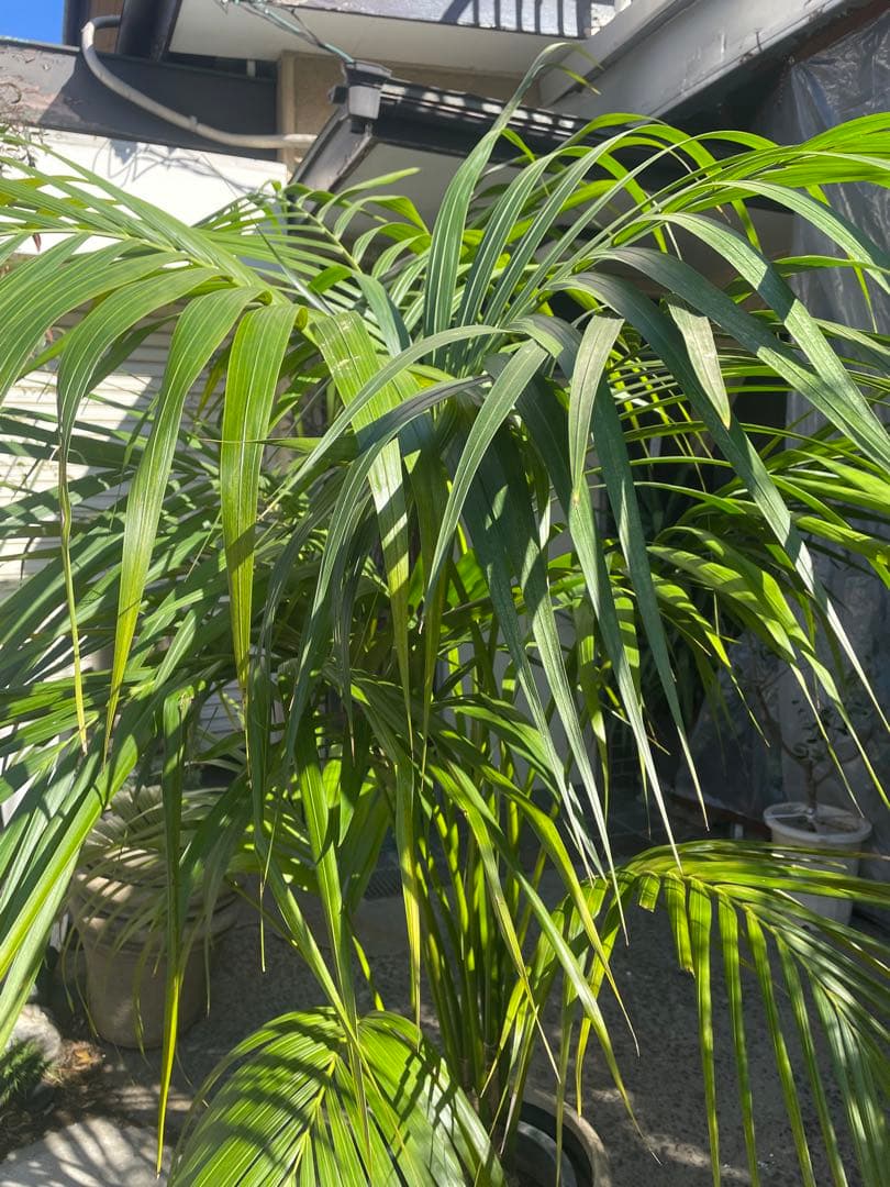 観葉植物　①ケンチャヤシ　高さ２１０センチ 引取り歓迎　久喜市　配達可能