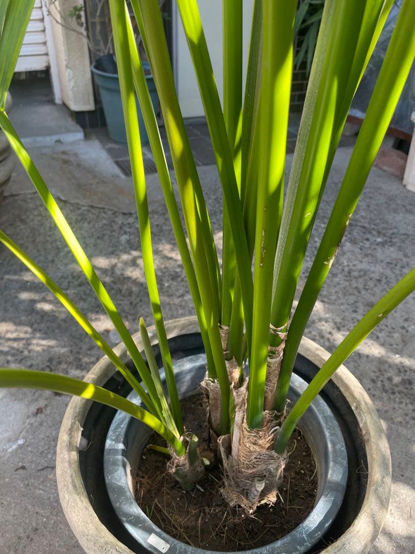 観葉植物　①ケンチャヤシ　高さ２１０センチ 引取り歓迎　久喜市　配達可能