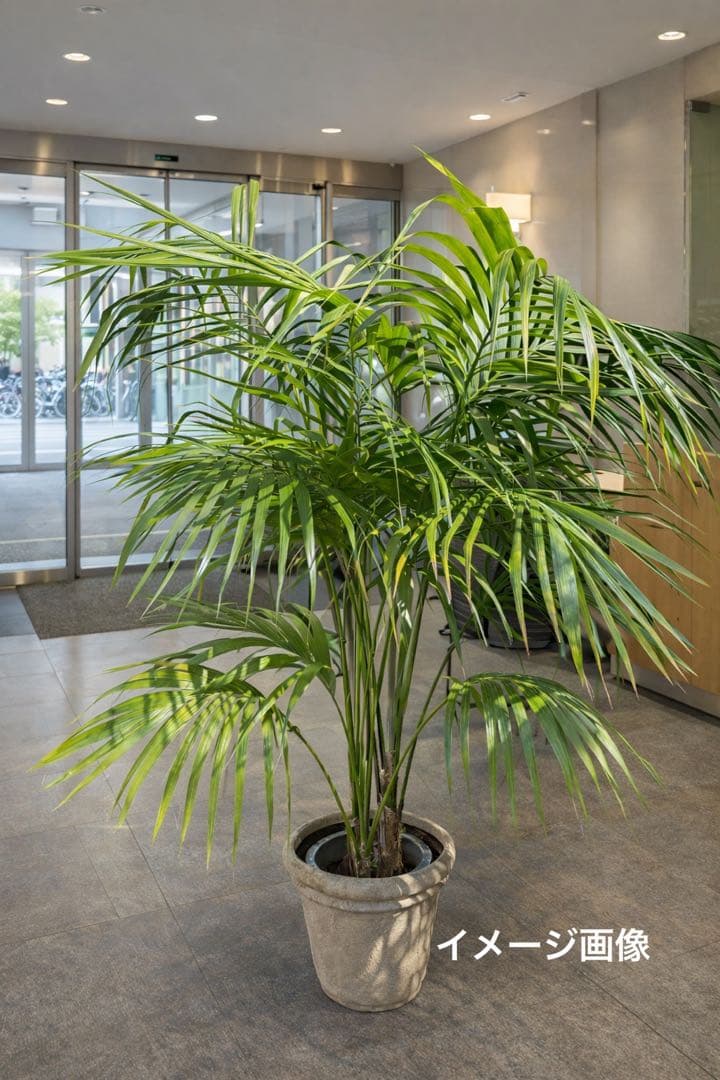 観葉植物　①ケンチャヤシ　高さ２１０センチ 引取り歓迎　久喜市　配達可能