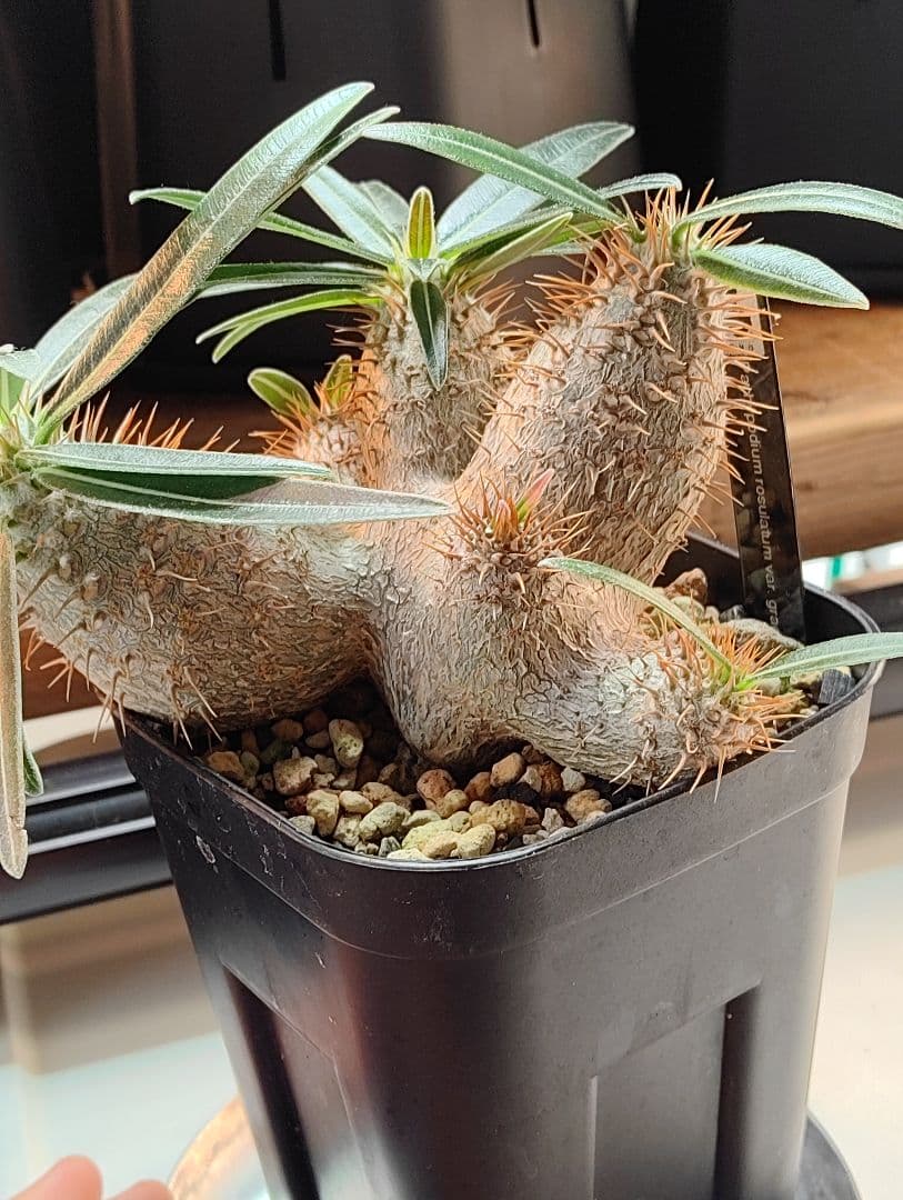 パキポディウム　グラキリス　実生　6頭分岐　良形株