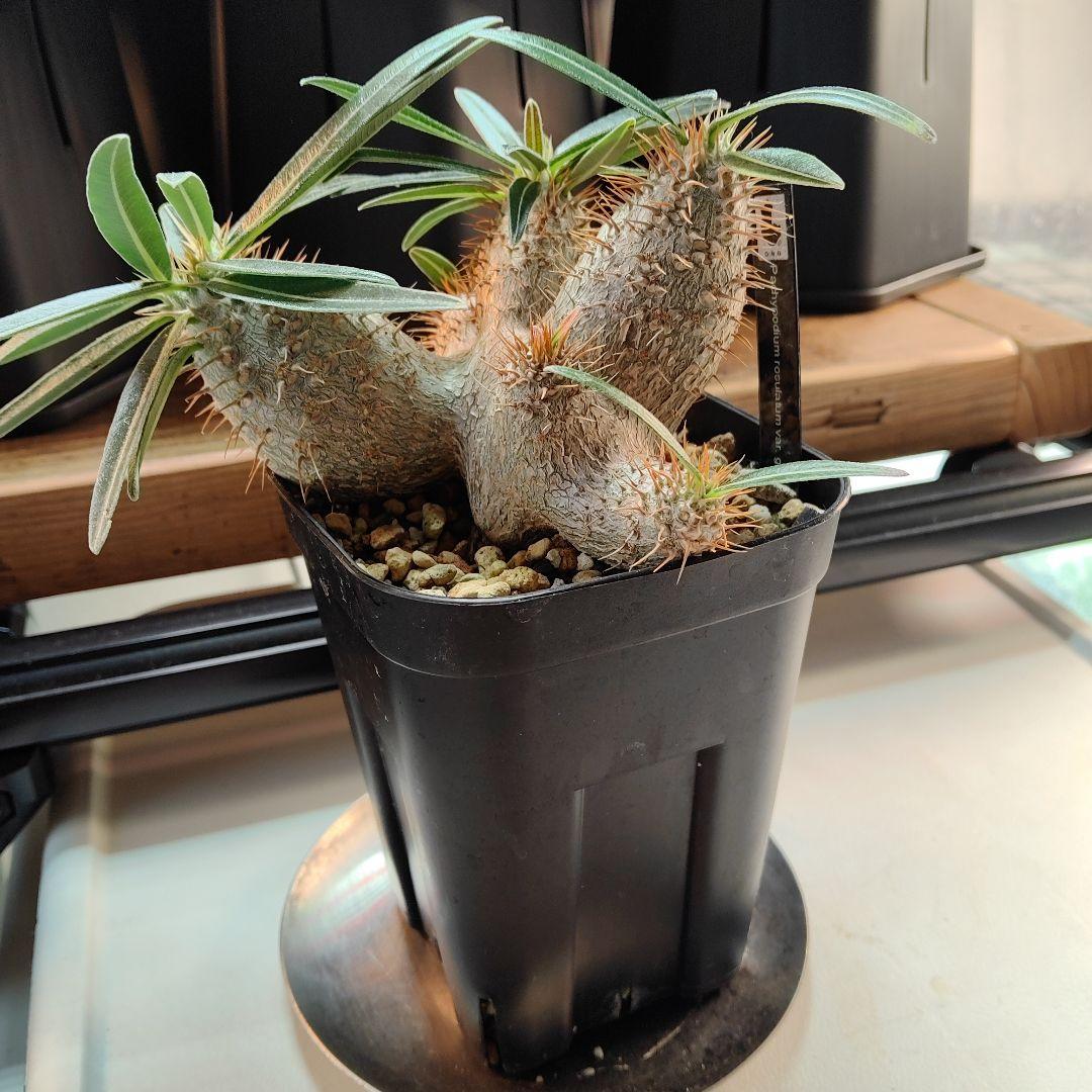 パキポディウム　グラキリス　実生　6頭分岐　良形株