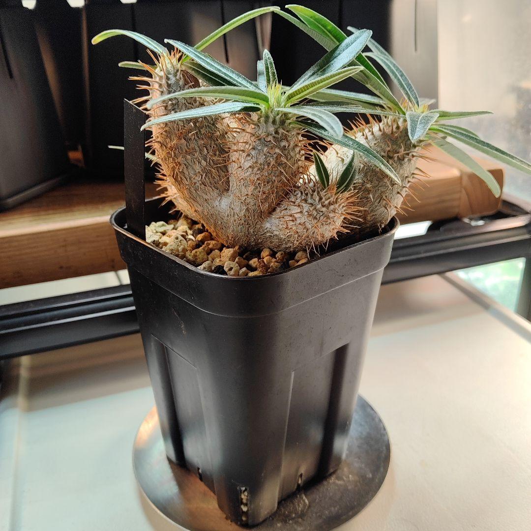 パキポディウム　グラキリス　実生　6頭分岐　良形株