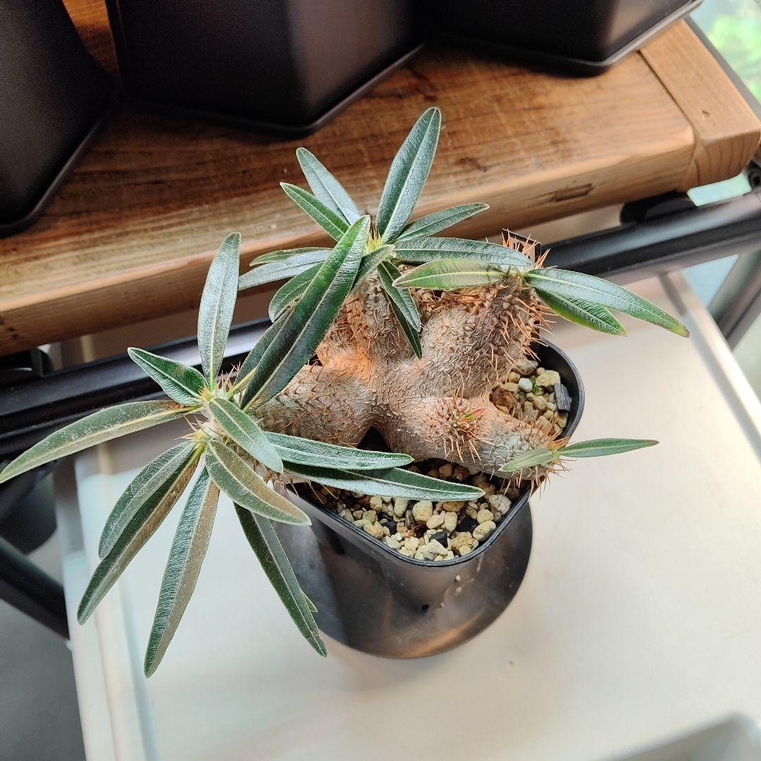 パキポディウム　グラキリス　実生　6頭分岐　良形株