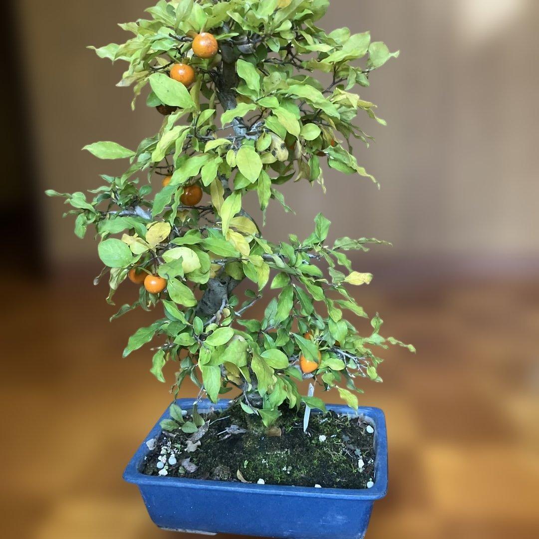 老爺柿盆栽　25年生　紅葉後写真追加　大値引き　　1 5