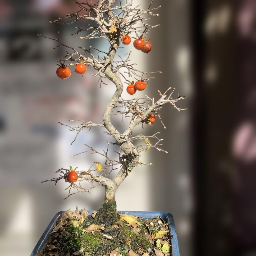 老爺柿盆栽　25年生　紅葉後写真追加　大値引き　　1 5