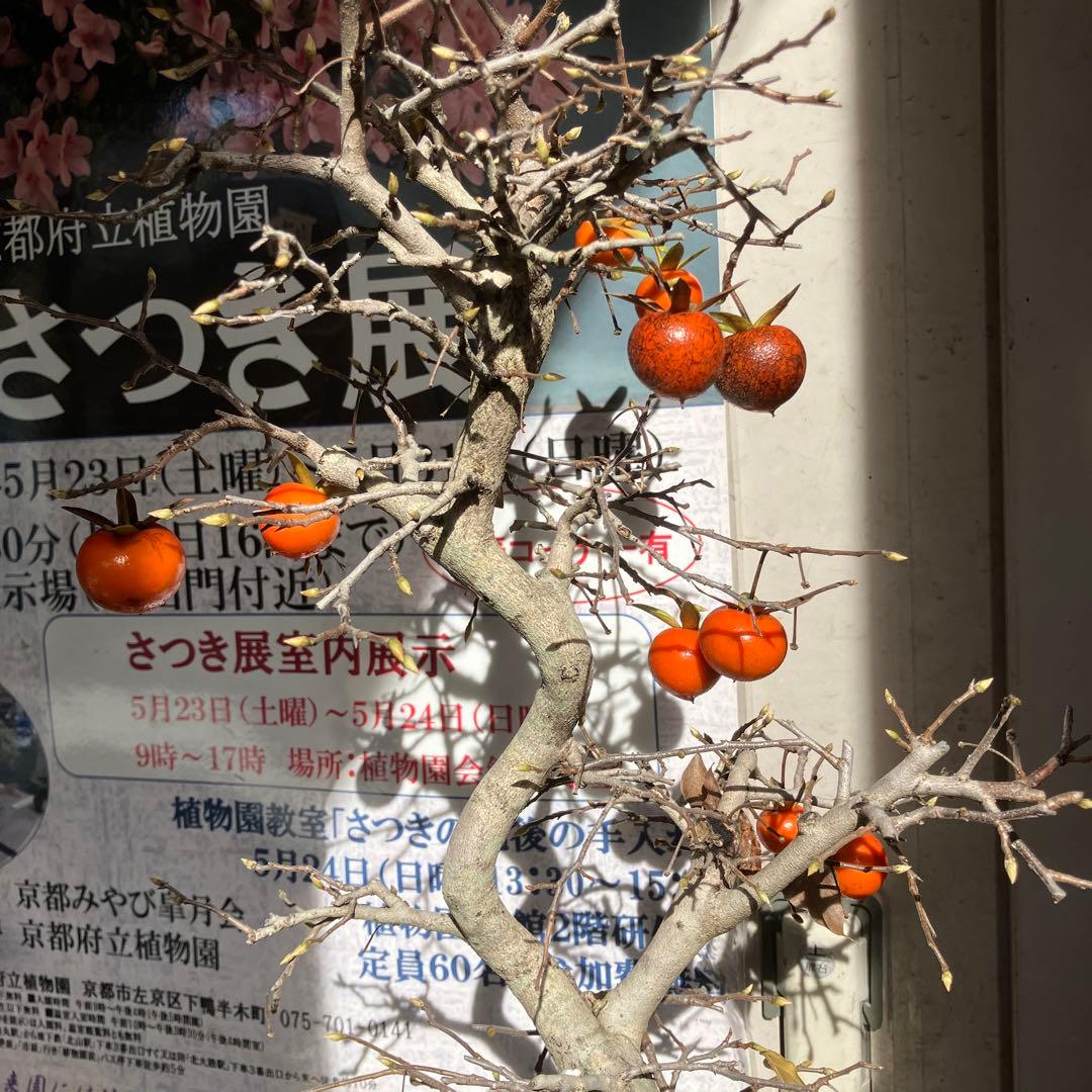 老爺柿盆栽　25年生　紅葉後写真追加　大値引き　　1 5