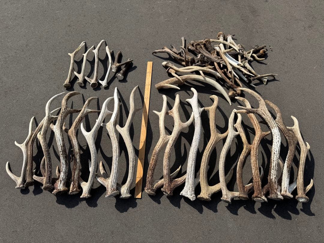 Susi　蝦夷鹿の角　多数セット　 219