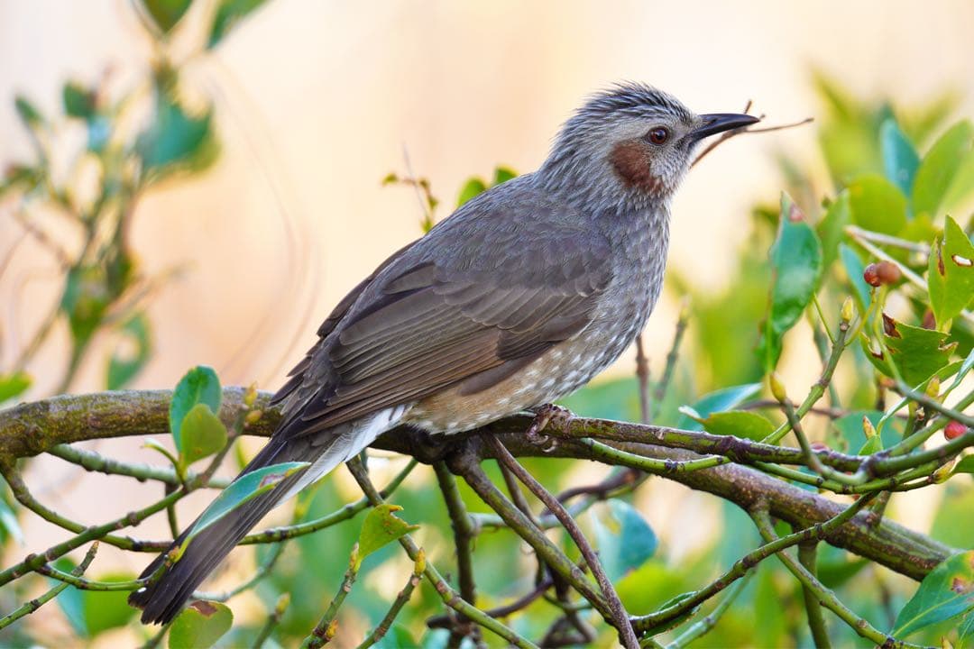 SIGMA 150-600mm SONY eマウント おまけ