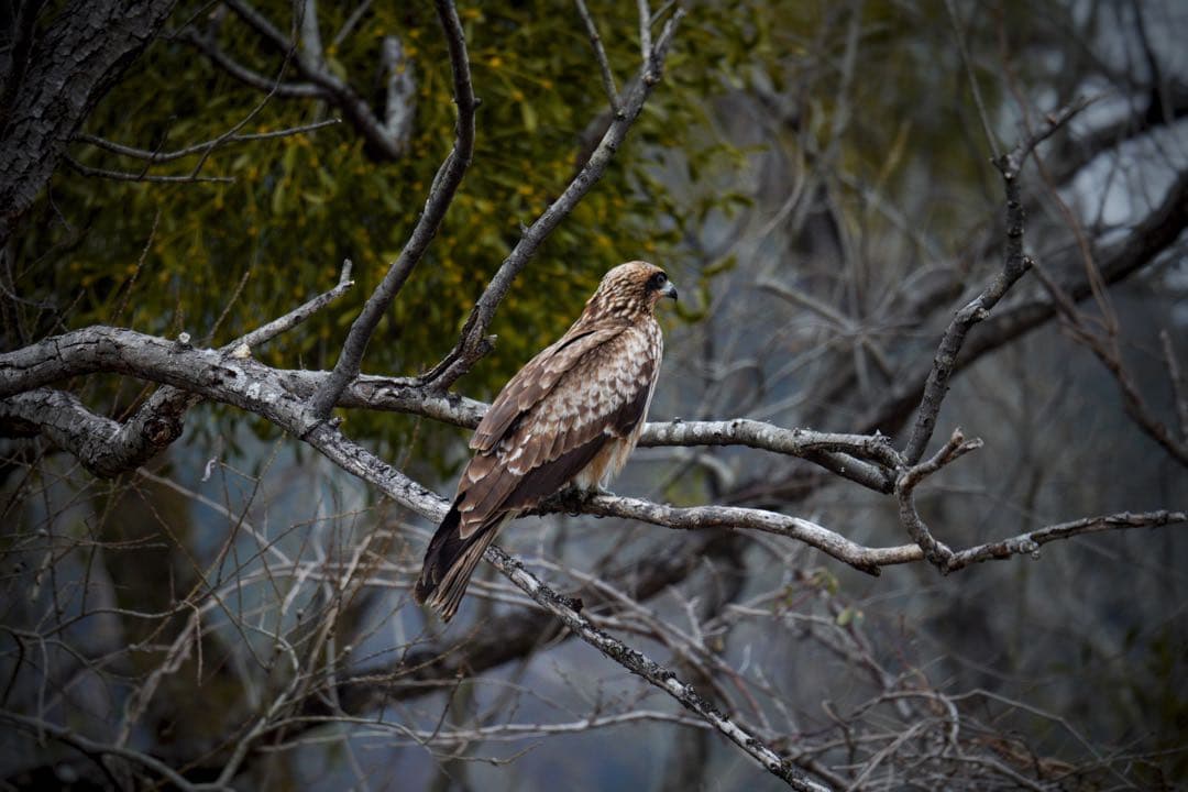 SIGMA 150-600mm SONY eマウント おまけ