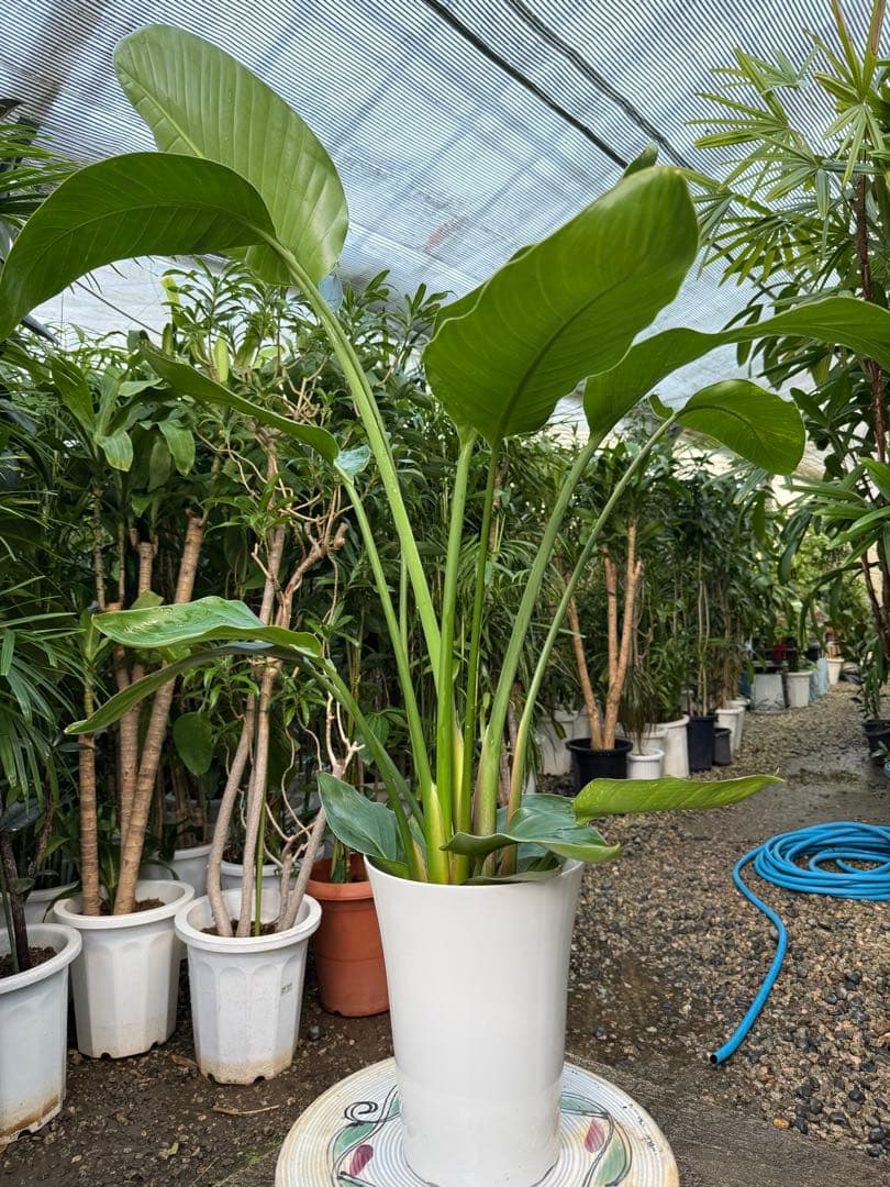 【特級品】ストレリチア オーガスタ 7号鉢 特大極上苗2株 葉大きめ個体 背高め