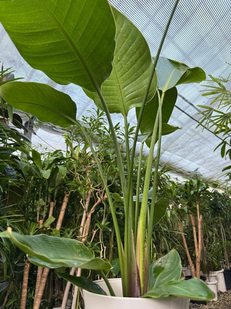 【特級品】ストレリチア オーガスタ 7号鉢 特大極上苗2株 葉大きめ個体 背高め