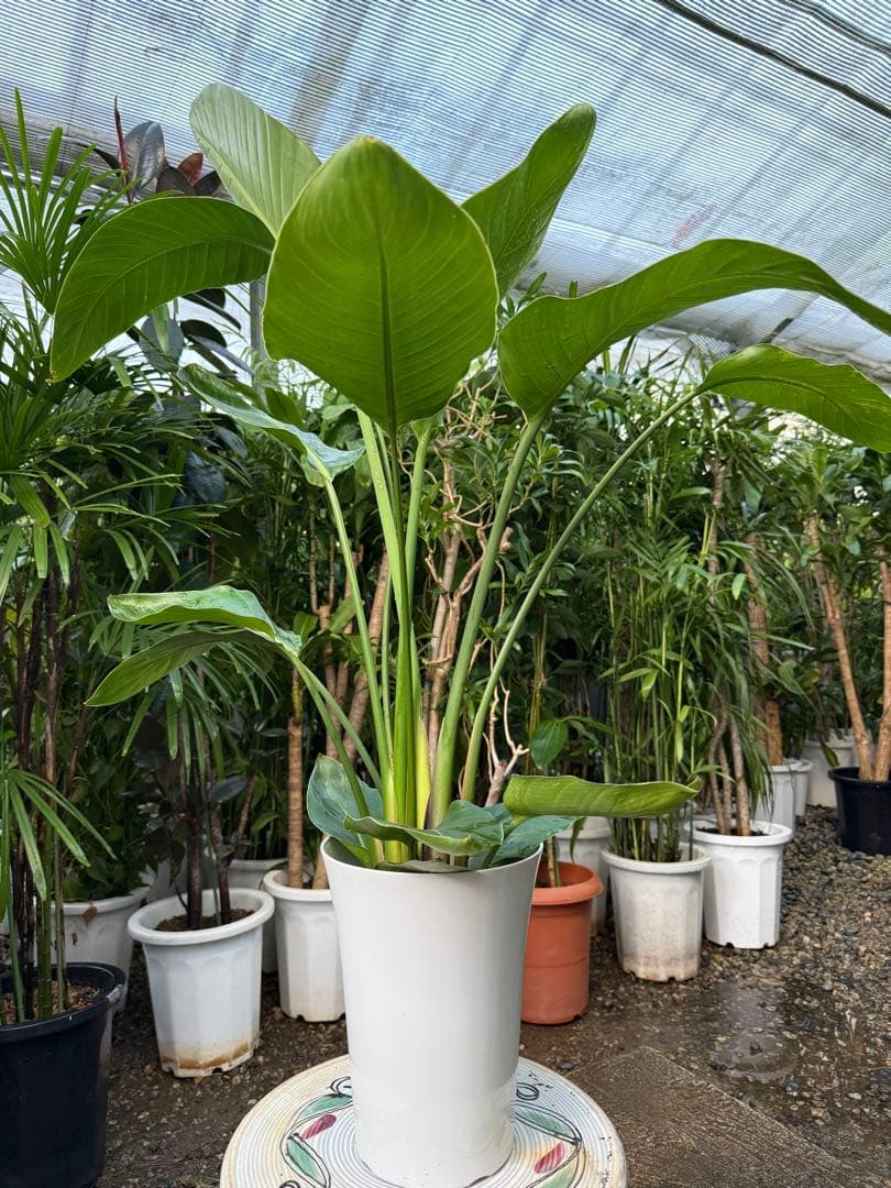 【特級品】ストレリチア オーガスタ 7号鉢 特大極上苗2株 葉大きめ個体 背高め