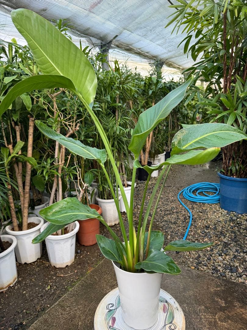 【特級品】ストレリチア オーガスタ 7号鉢 特大極上苗2株 葉大きめ個体 背高め