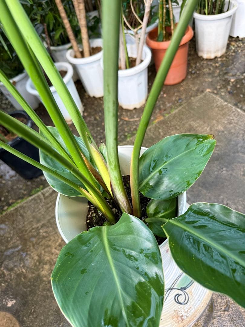 【特級品】ストレリチア オーガスタ 7号鉢 特大極上苗2株 葉大きめ個体 背高め