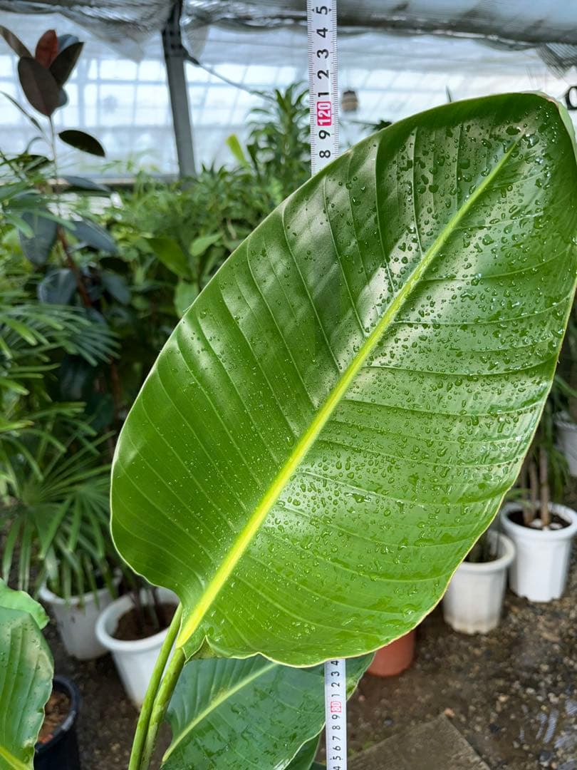 【特級品】ストレリチア オーガスタ 7号鉢 特大極上苗2株 葉大きめ個体 背高め