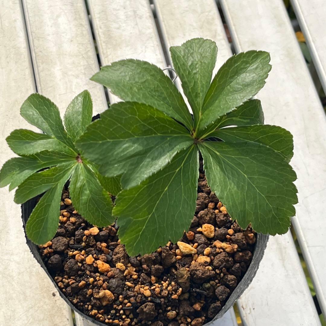 ま*️様 ☘️唯一無二☘️❤️根充実❤️新芽❤️649⭐️特殊花弁⭐️【キラキラ