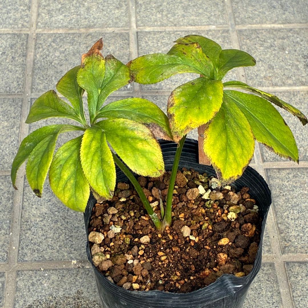 ま*️様 ☘️唯一無二☘️❤️根充実❤️新芽❤️649⭐️特殊花弁⭐️【キラキラ