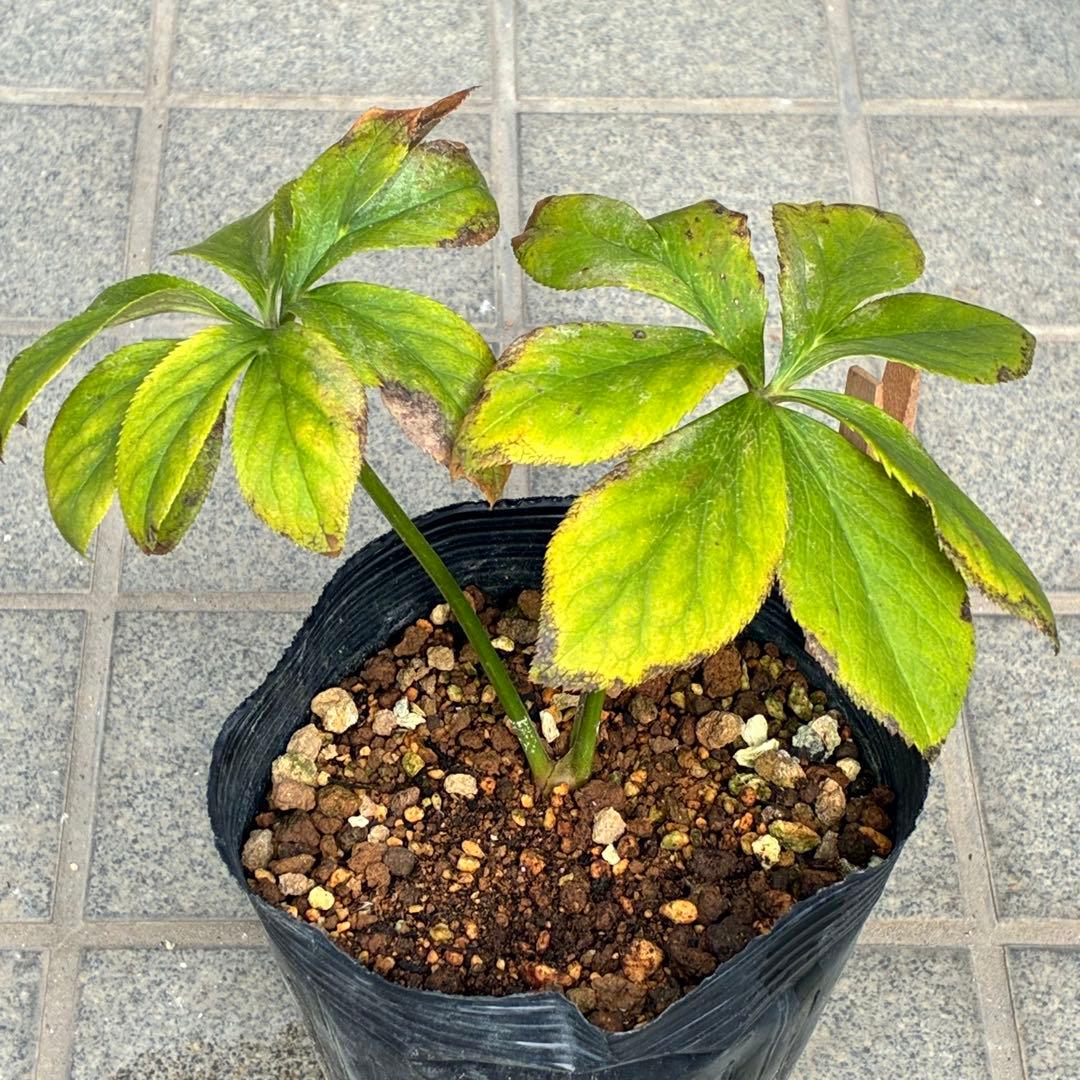 ま*️様 ☘️唯一無二☘️❤️根充実❤️新芽❤️649⭐️特殊花弁⭐️【キラキラ