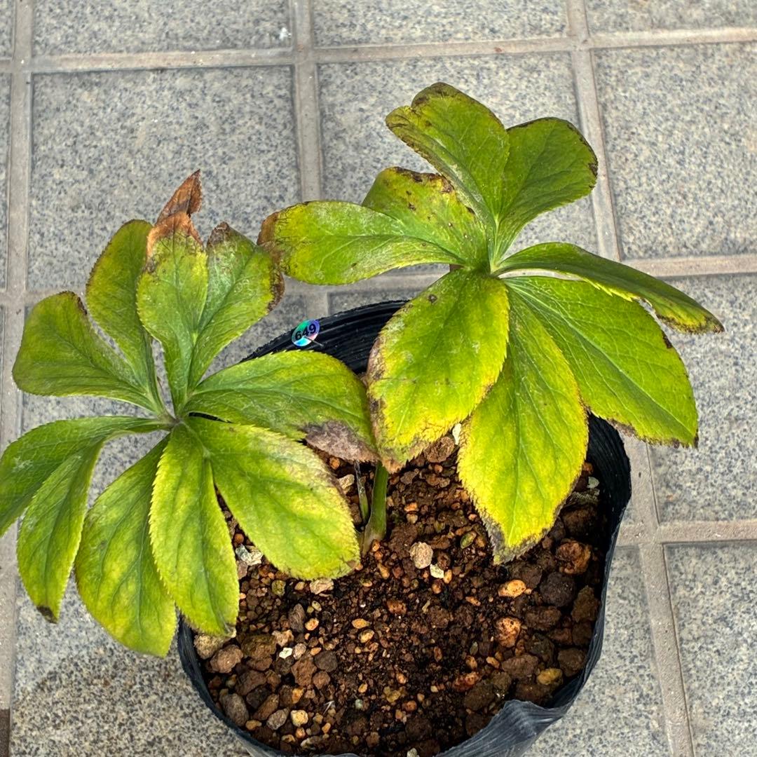 ま*️様 ☘️唯一無二☘️❤️根充実❤️新芽❤️649⭐️特殊花弁⭐️【キラキラ