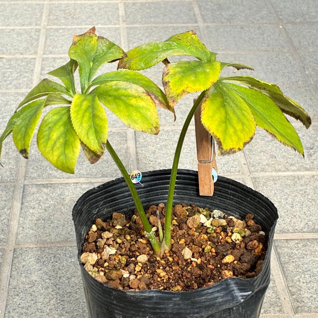 ま*️様 ☘️唯一無二☘️❤️根充実❤️新芽❤️649⭐️特殊花弁⭐️【キラキラ