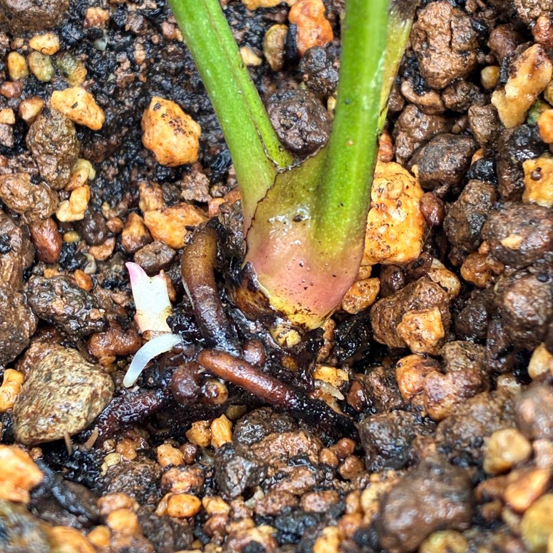 ま*️様 ☘️唯一無二☘️❤️根充実❤️新芽❤️649⭐️特殊花弁⭐️【キラキラ