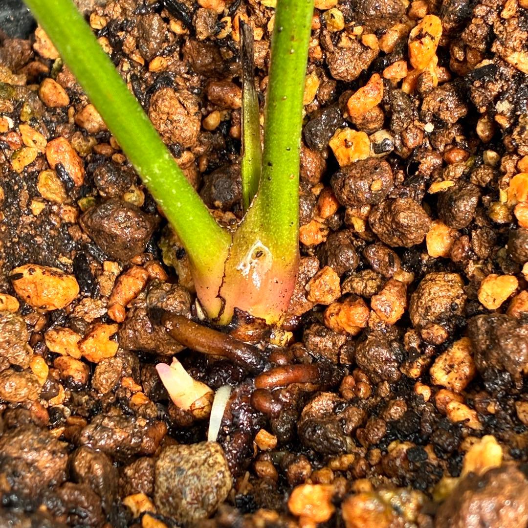 ま*️様 ☘️唯一無二☘️❤️根充実❤️新芽❤️649⭐️特殊花弁⭐️【キラキラ