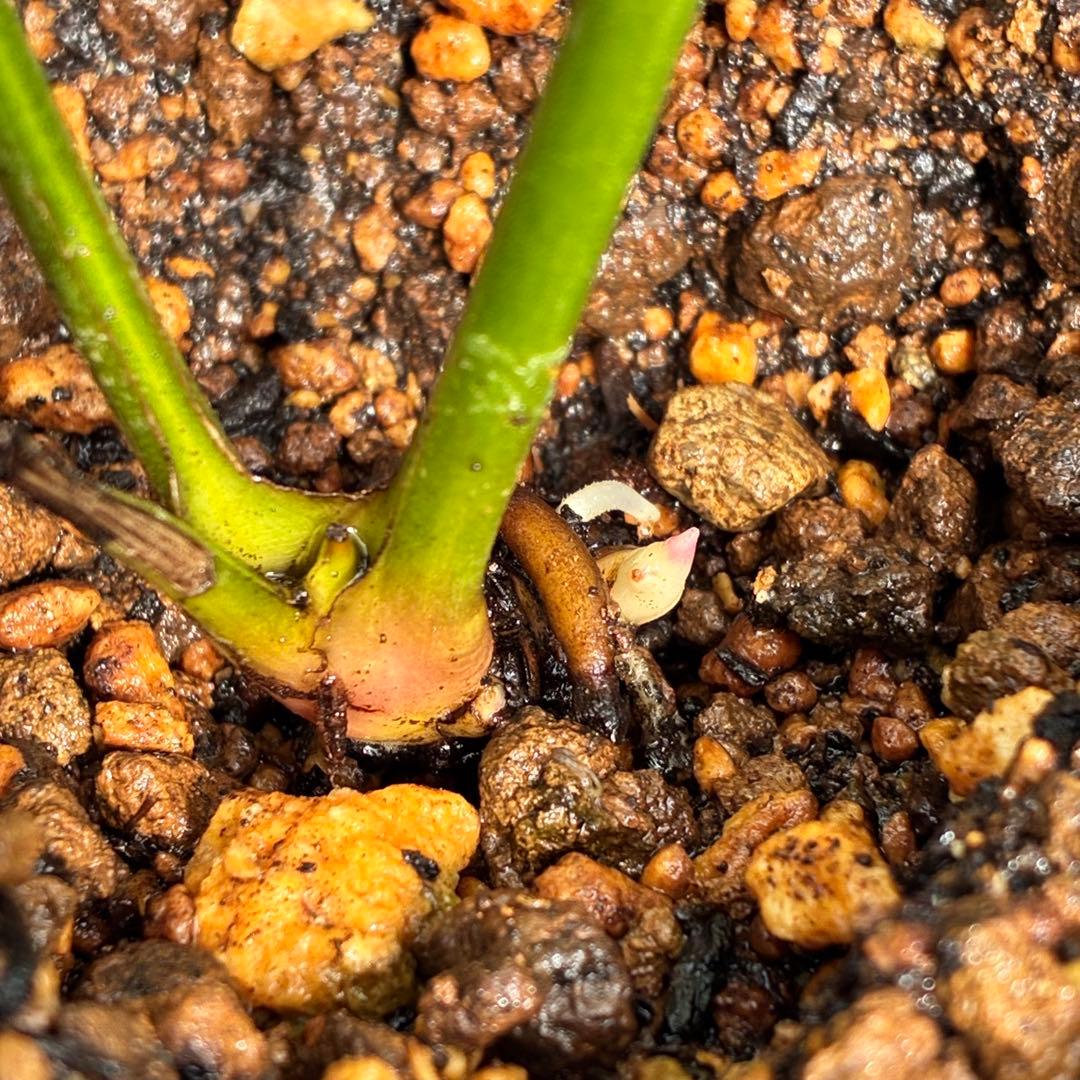 ま*️様 ☘️唯一無二☘️❤️根充実❤️新芽❤️649⭐️特殊花弁⭐️【キラキラ